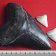 Un diente fosilizado de megalodón, junto a dos dientes de tiburón blanco
